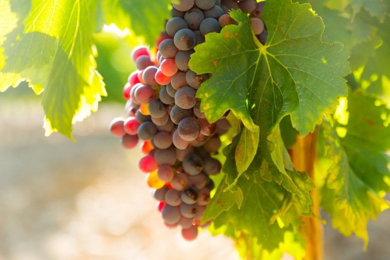 Как защитить грозди винограда от ос - Районные новости - Новости -\