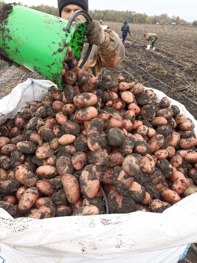 Когда сажать картофель: календарь посадки разных сортов на 2023 год -Районные новости - Новости - \